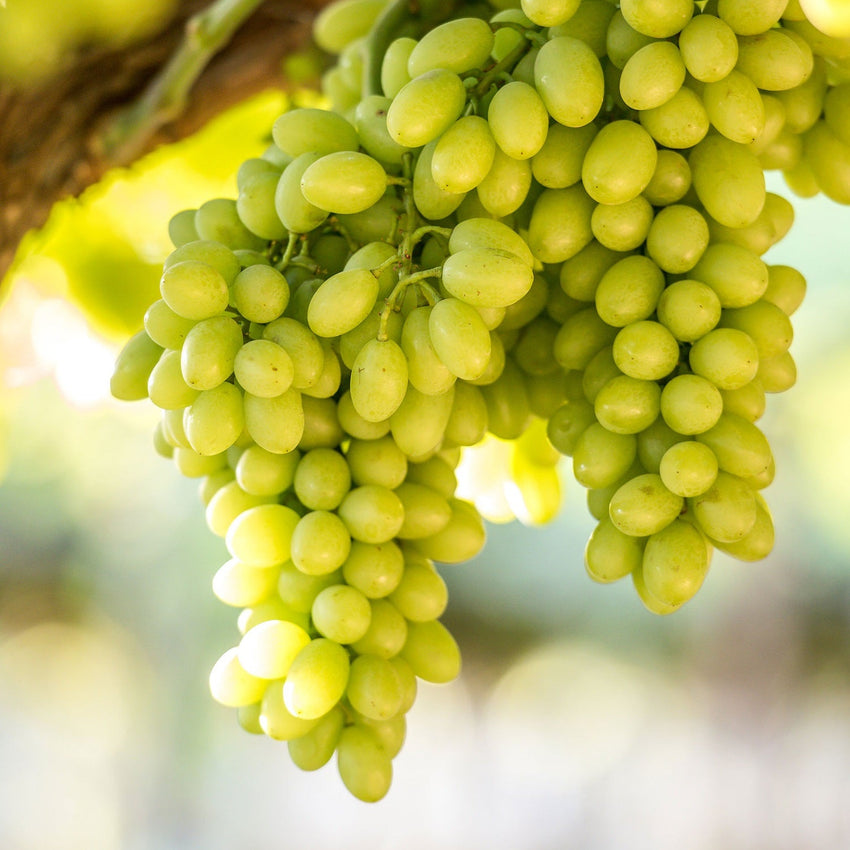 Green Seedless Grapes (~0.5kg)